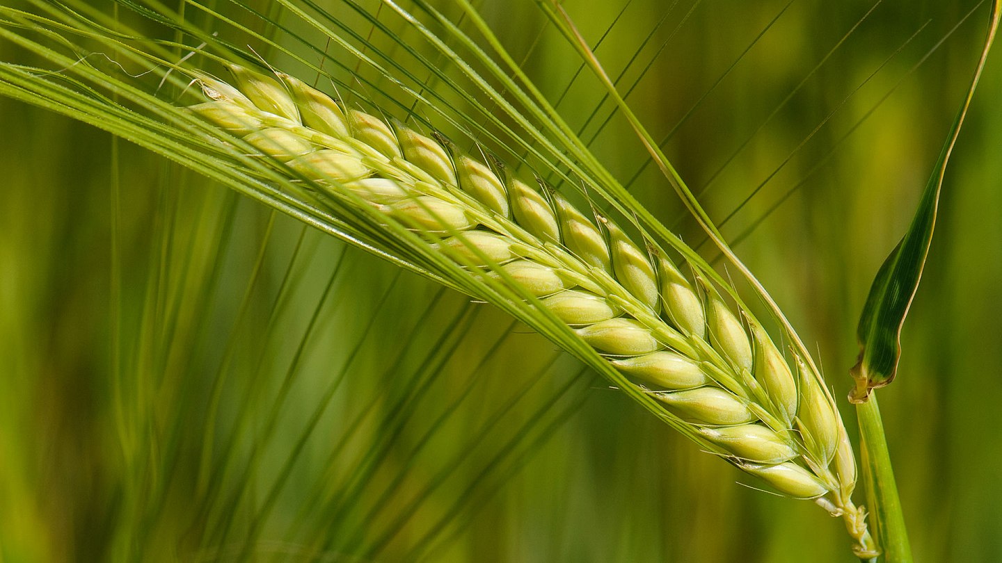 Cedomon® Produkte Intrachem Bio