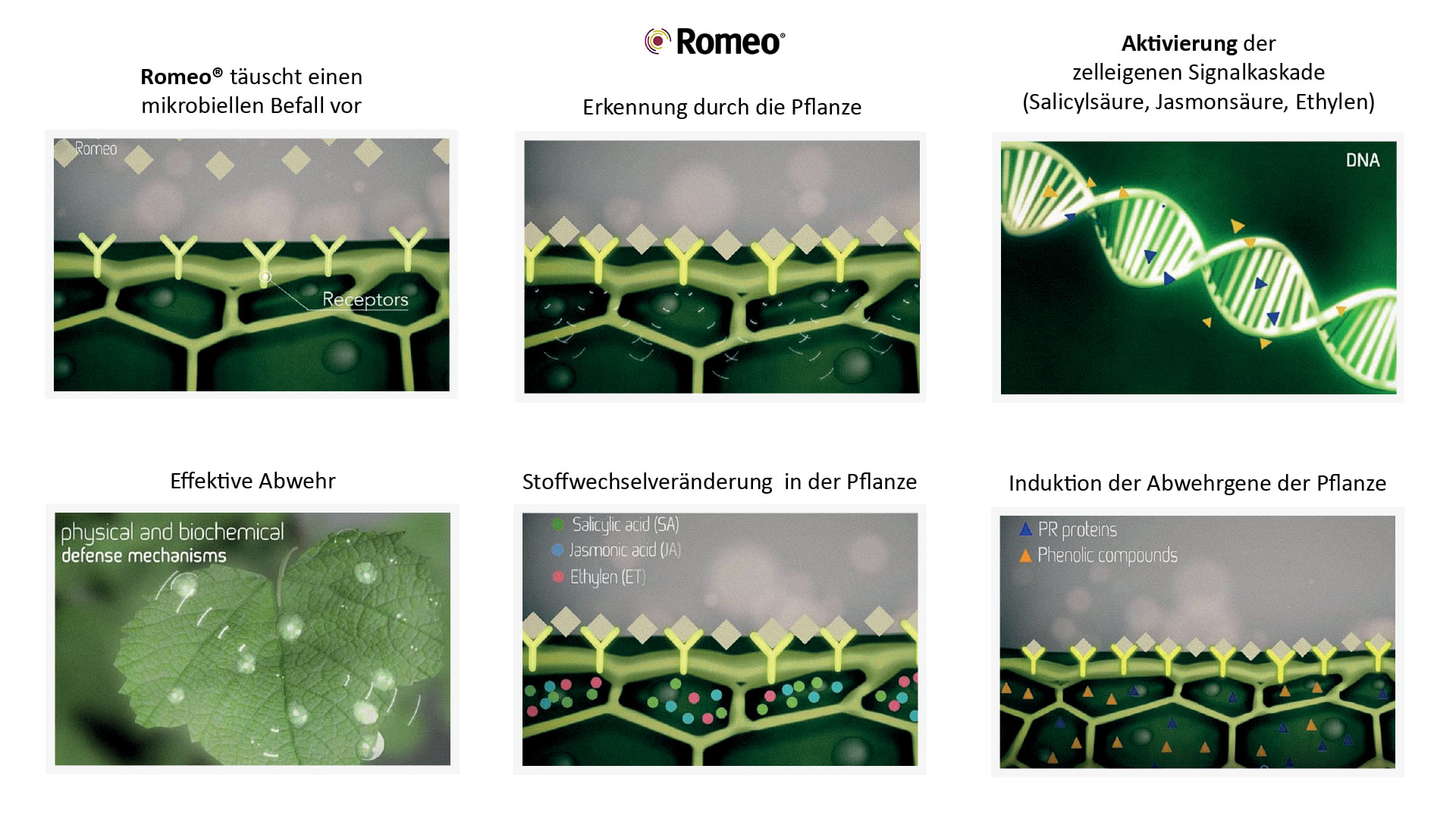 intrachem-bio-romeo-diagramm.jpg