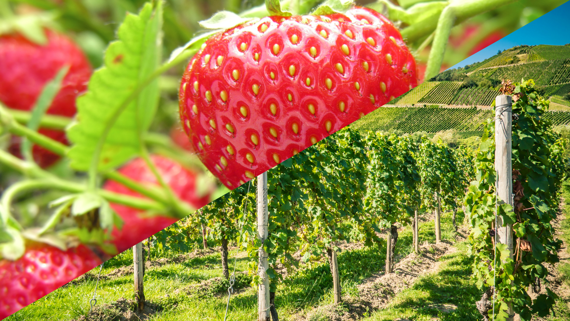 erdbeeren_freiland_weinberg_web-3.png
