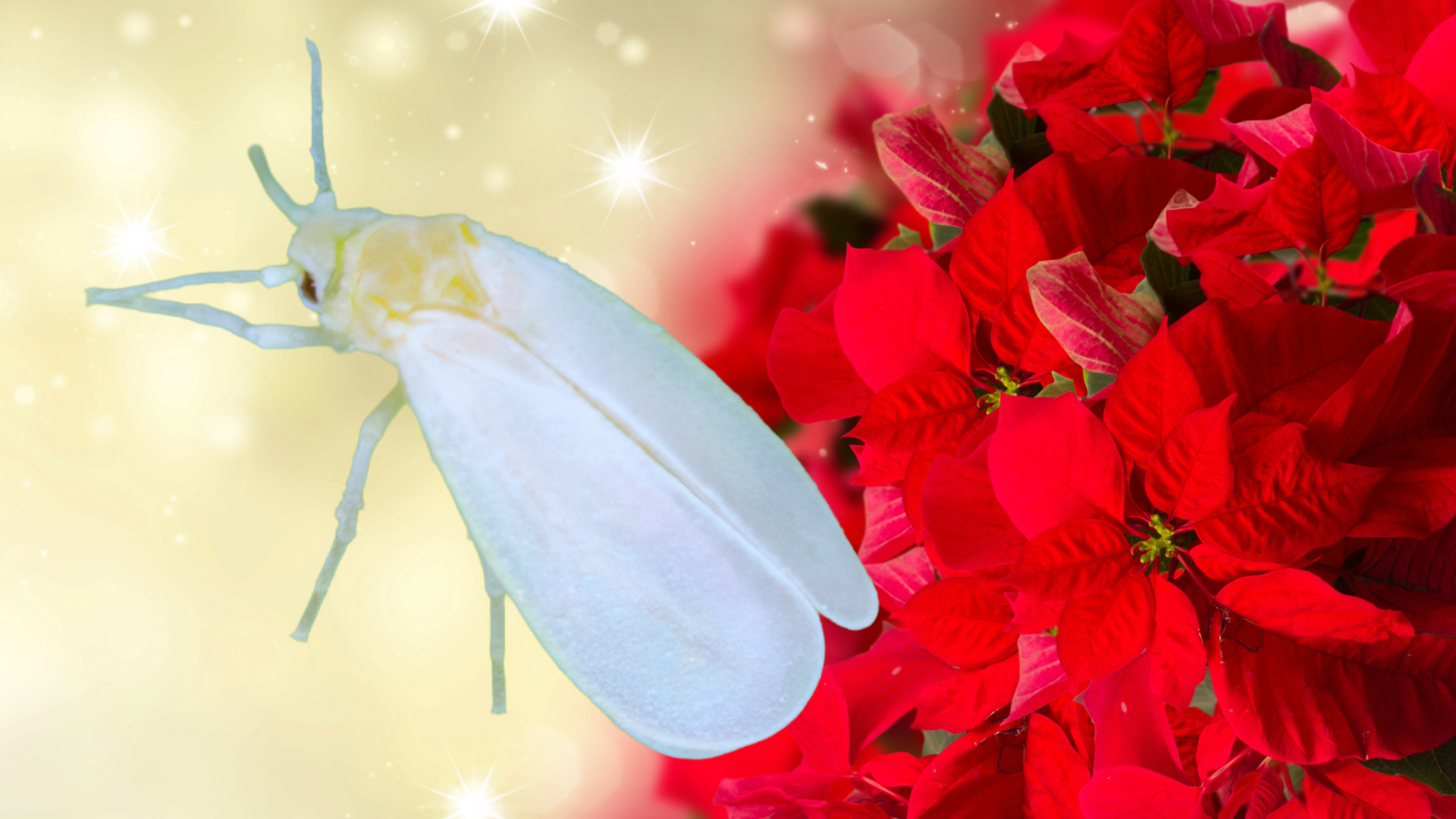 weihnachtsstern_-_weisse_fliege.png
